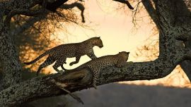 Leopardos Salvajes