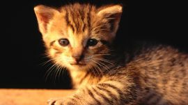 Newborn Tabby Kitten