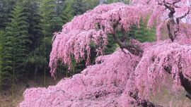 Sakura Flower In Japan