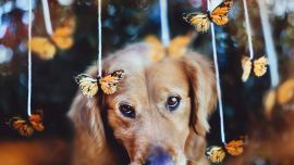 Dogs And Butterflies