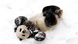 Панда и Снег