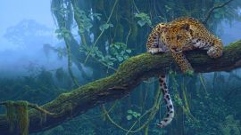 Леопард на Дереве