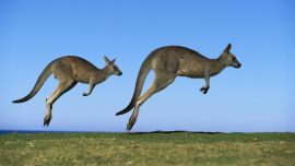 Kangaroos Jumping