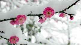 Сакура в Снегу
