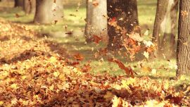 Осень Ветер Листья