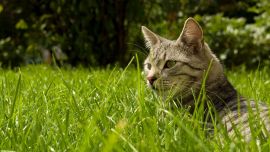 Кот в Траве