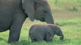 Слон и Слонёнок