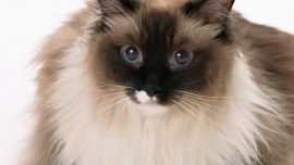 Кошек с Голубыми Глазами