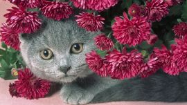 Кошки и Цветы