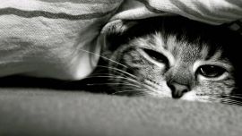Кот Под Одеялом