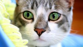 Зеленые Глаза Кота