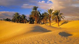Оазис в Пустыне
