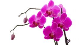 Обои Орхидеи