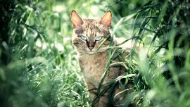 Кошка в Траве