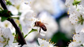 Цветок Пчела