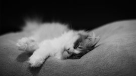Кошка Спит