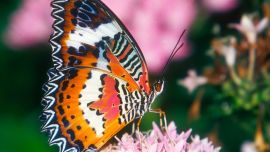 Красивые Бабочки
