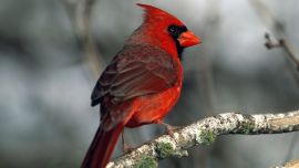Красный Кардинал Птица