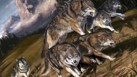 Волки Стая