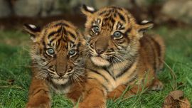 Маленькие Тигрята