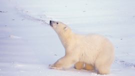 Животные Арктики