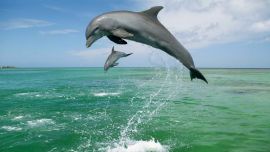 Jumping Dolphins