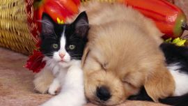 Dogs And Puppies And Cats And Kittens