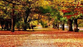 Красивые Картинки Осень