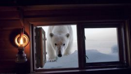 Белый Медведь в Окно