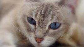 Кошка с Голубыми Глазами