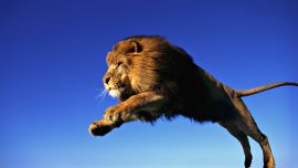 Прыжок Льва