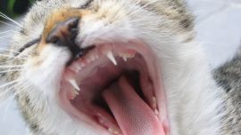 Cats Teeth