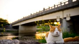 Cat Bridge
