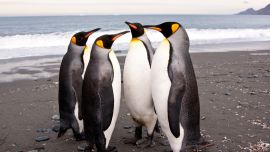 Императорские Пингвины