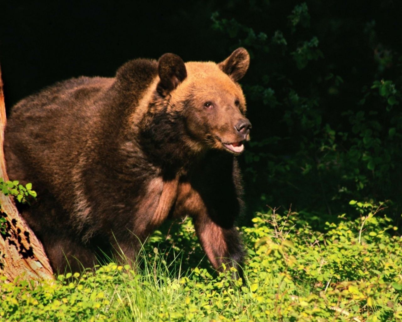 Weather bear. Медведь. Семья медведей в лесу.