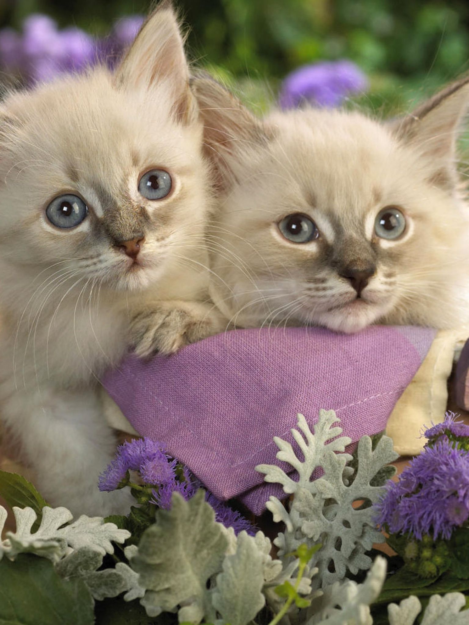 Кошечки живые. Красивые котята. Красивые кошечки. Красивые котики. Картинки котят.
