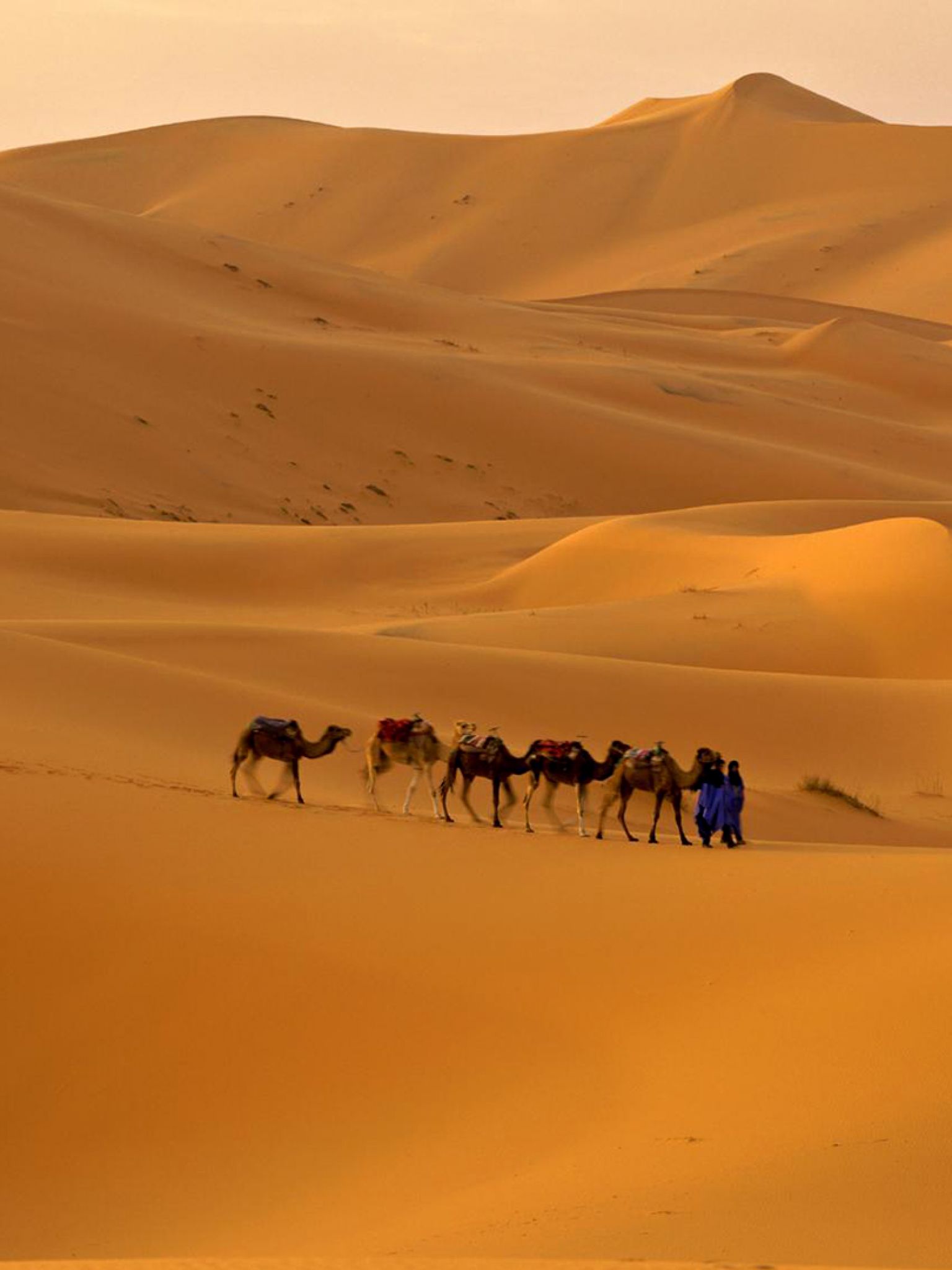 Далекий караван. Пустыня Караван Барханы. Караван в пустыне. Пустыня сахара. Верблюд в пустыне.