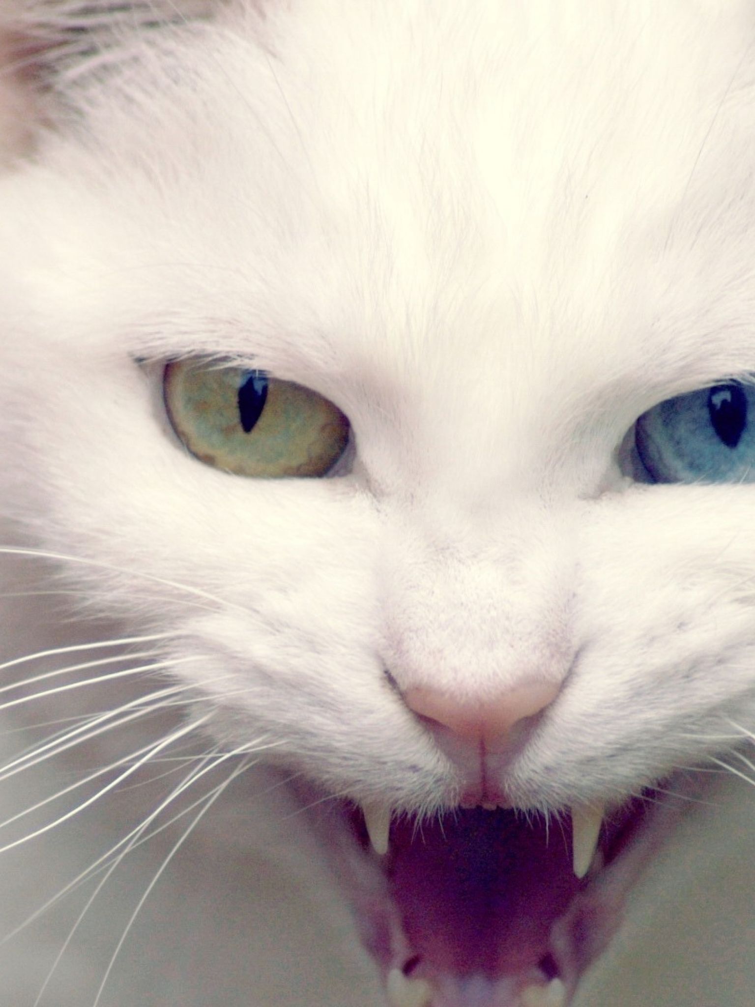 Лицо кисы. Ван кедиси кошка. Морда кота. Кошка белая. Злая кошка.