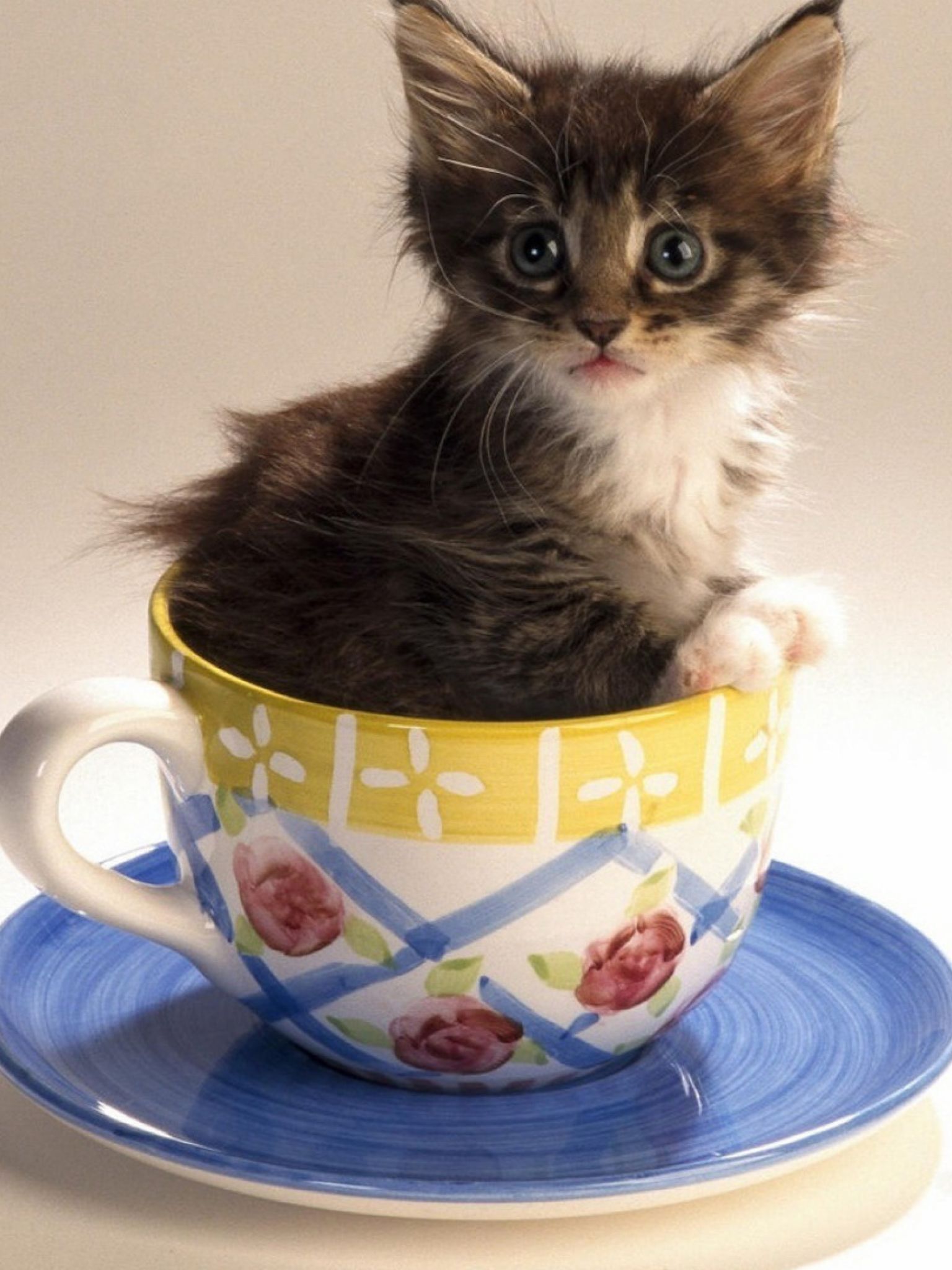 Доброе утречко котики. Котенок в чашке. Доброе утро котики. Доброе утро котенок. Чашка с кошкой.