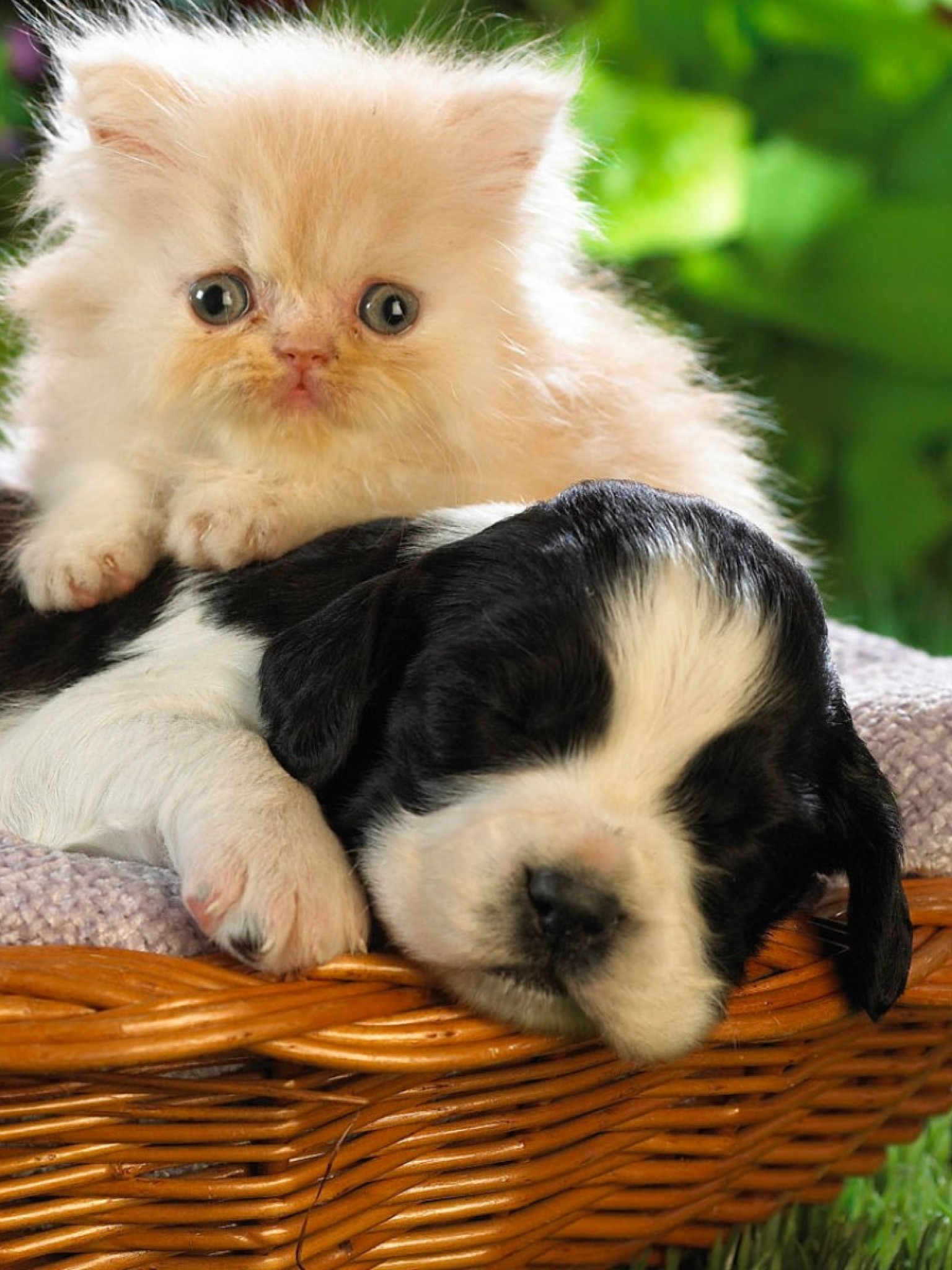 Показать кошки собачки. Собачки и кошечки. Милые домашние животные. Милые собачки и кошки. Милые котята и щенки.