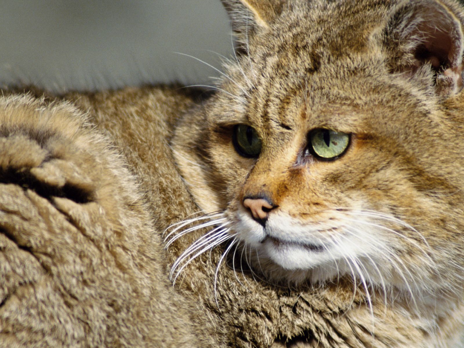 Дикий кипишь. Сибирский камышовый кот. Лесной камышовый кот. Камышовый кот Вульф. Камышовый кот (Болотная Рысь).
