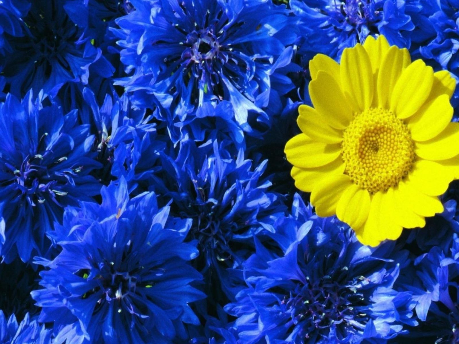 сине желтый цвет фото