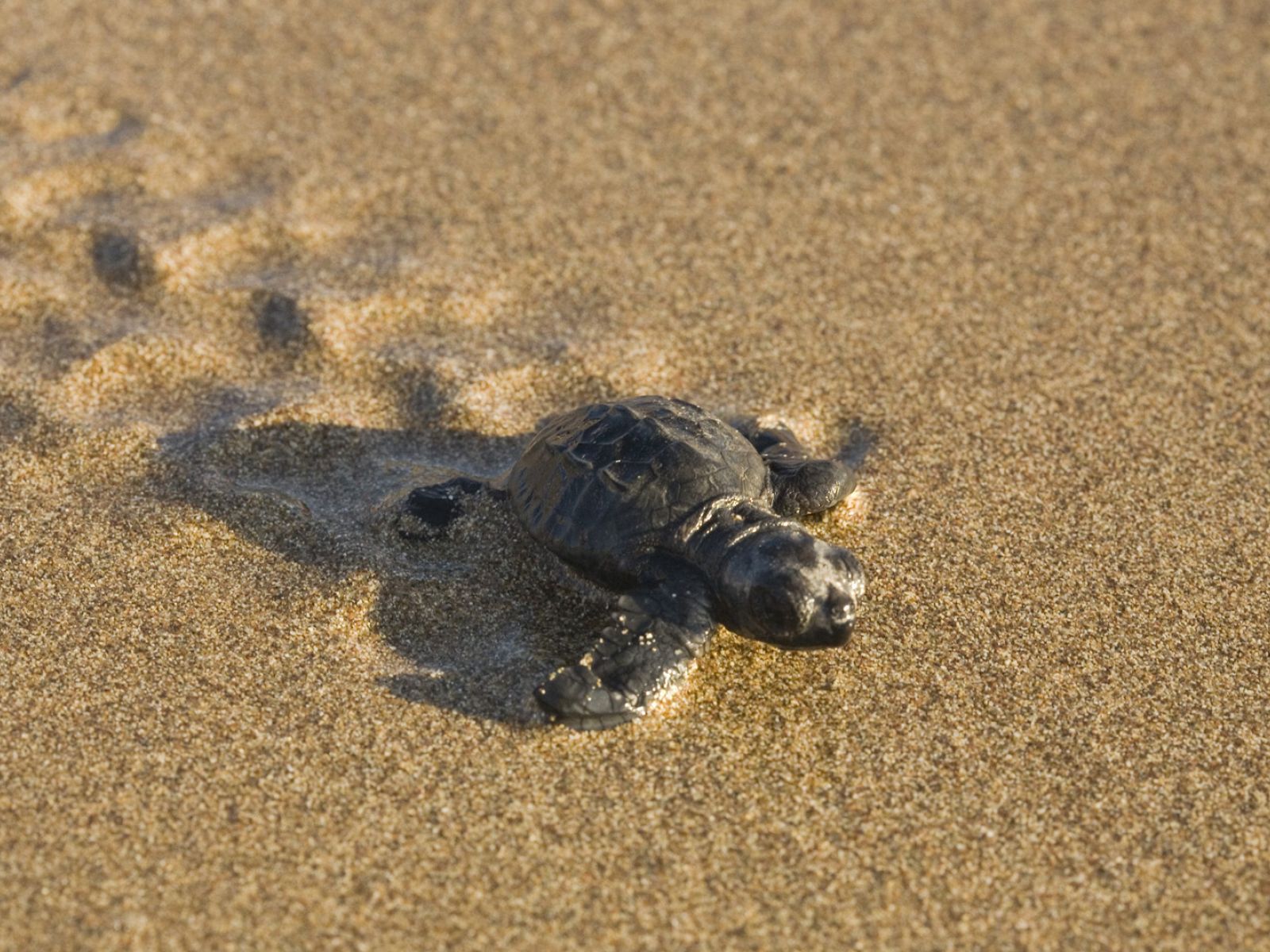Ползут 3 черепахи. Черепаха Каретта-Каретта. Черепаший пляж Кипр. Сиде Черепаший пляж.