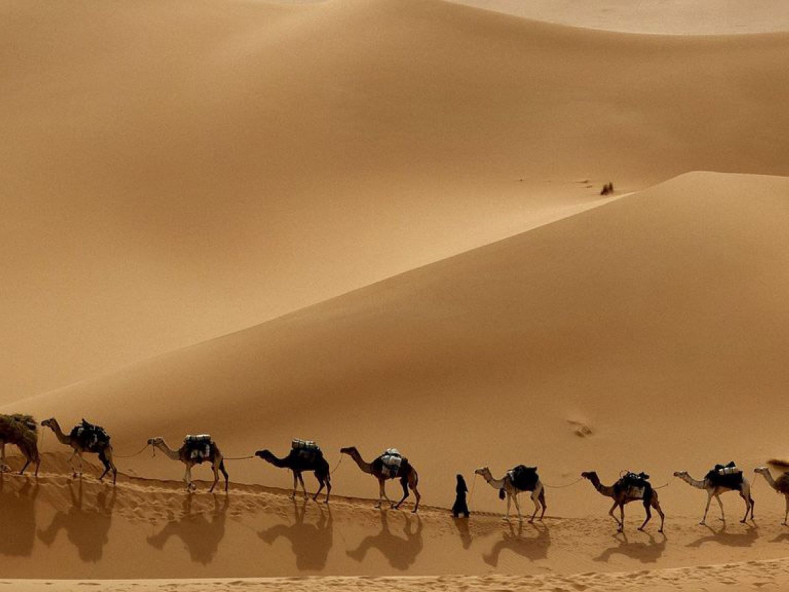 Виды караванов. Караван верблюдов в пустыне. Караван с верблюдами в пустыне. Верблюд в пустыне. Караван верблюдов картинки.