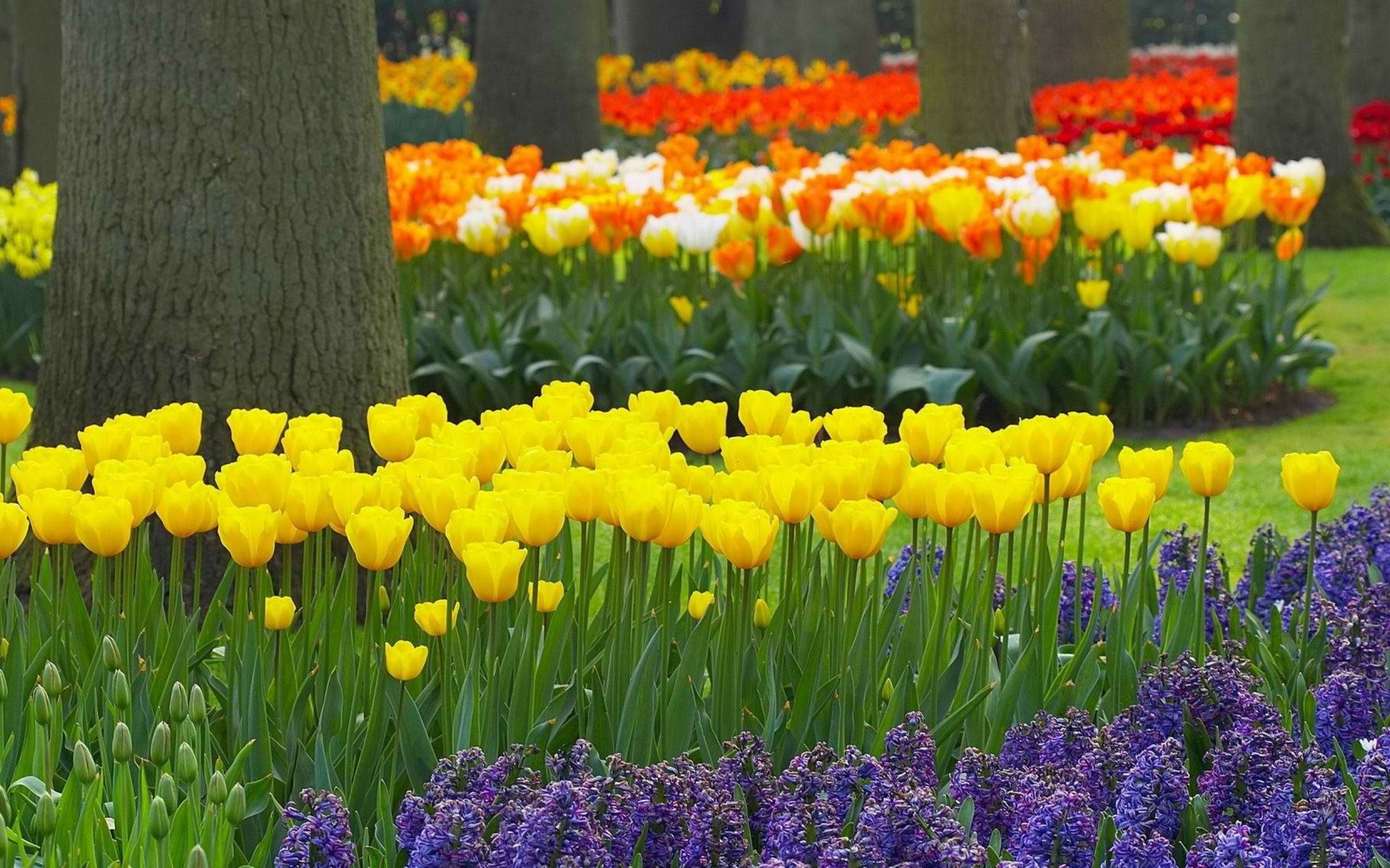 Фото весенних цветов в саду. Тюльпаны гиацинты нарциссы. Цветы в саду. Весенний цветник. Цветочки в саду.