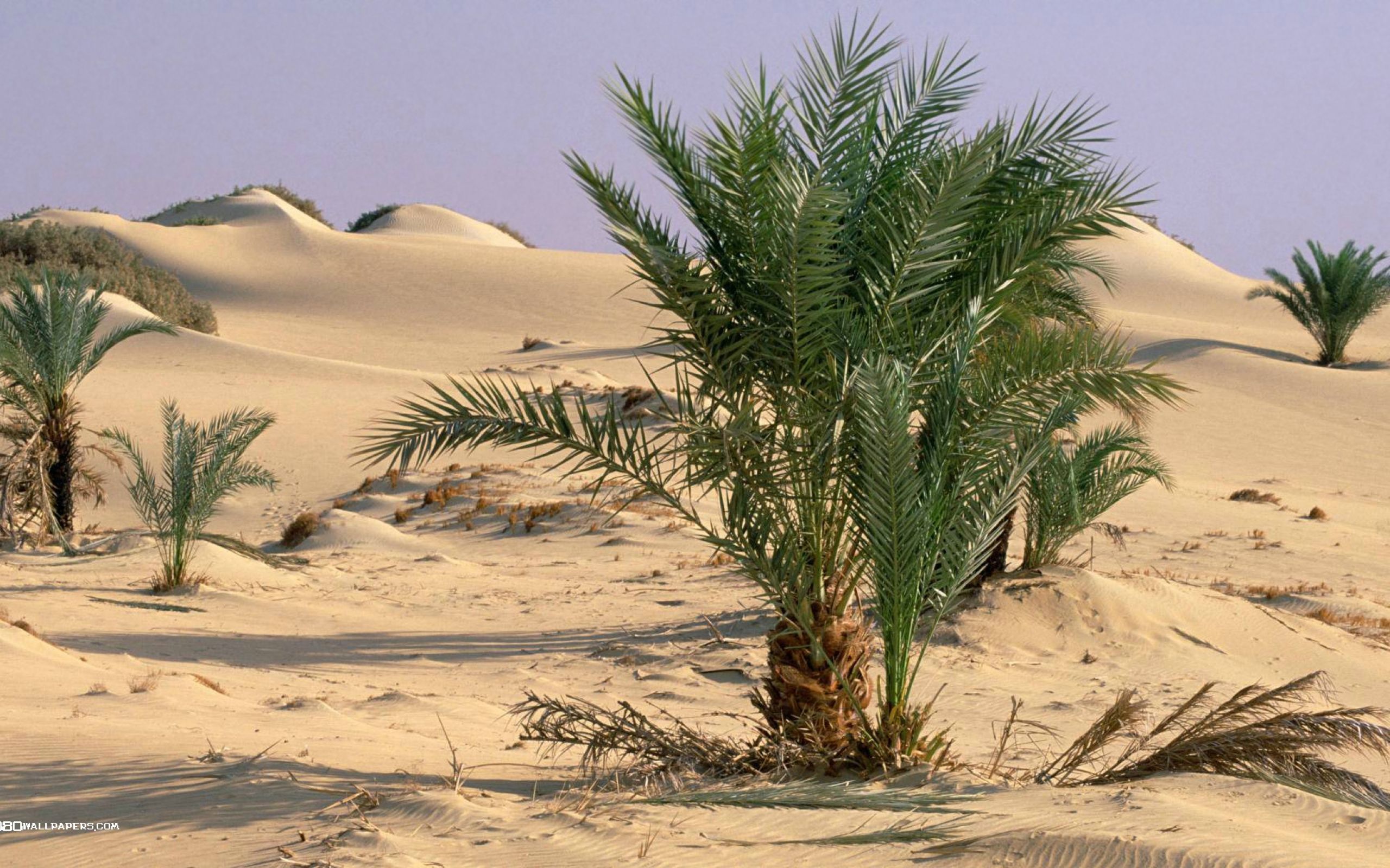 Оазис животные. Финиковые пальмы в Египте. Финиковая Пальма пустыни. Финиковая Пальма в оазисе. Финиковая Пальма в пустыне Африки.