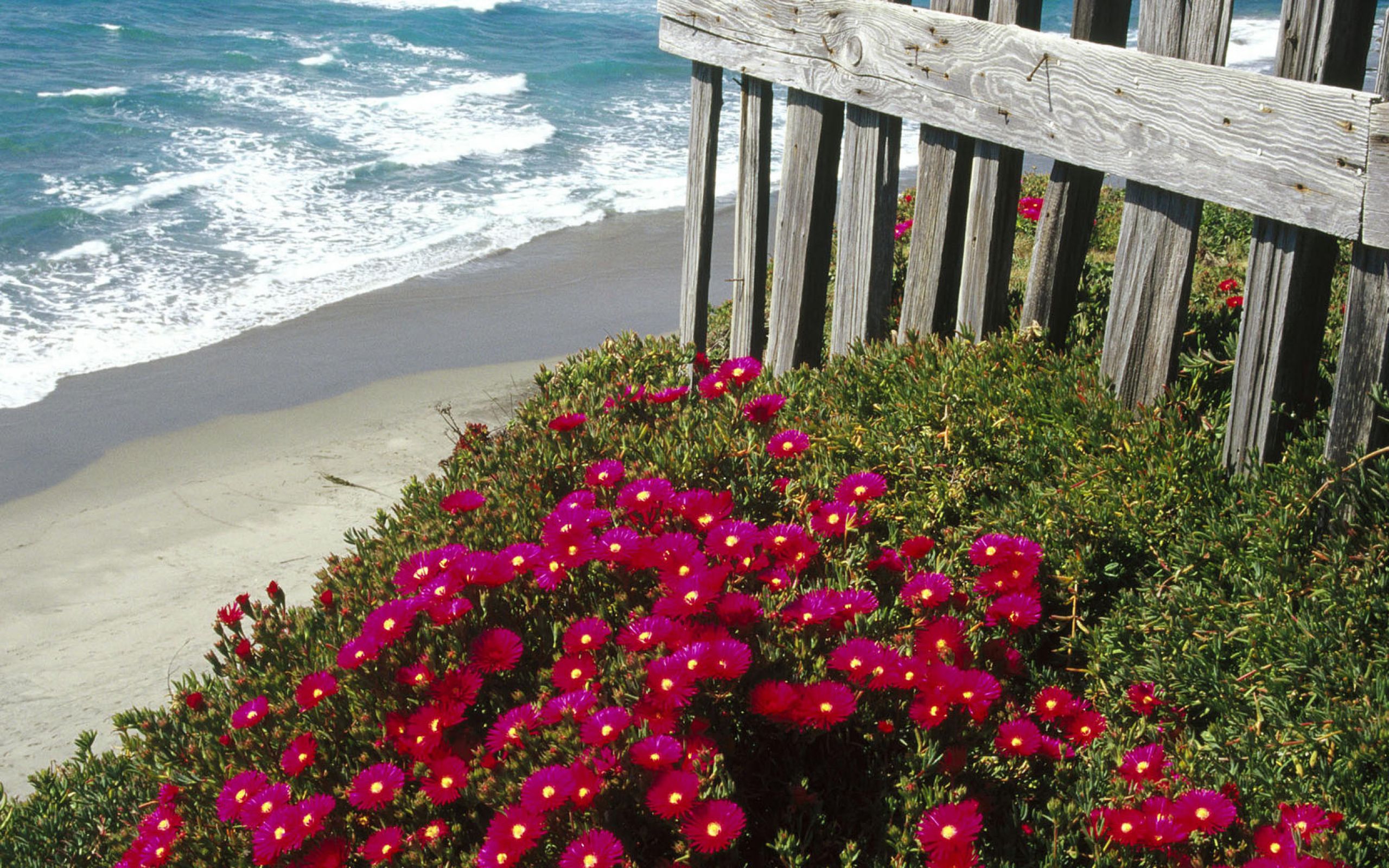 Яркие цветы на море. Море цветов. Цветы морского побережья. Цветы около моря. Морское побережье с цветами.