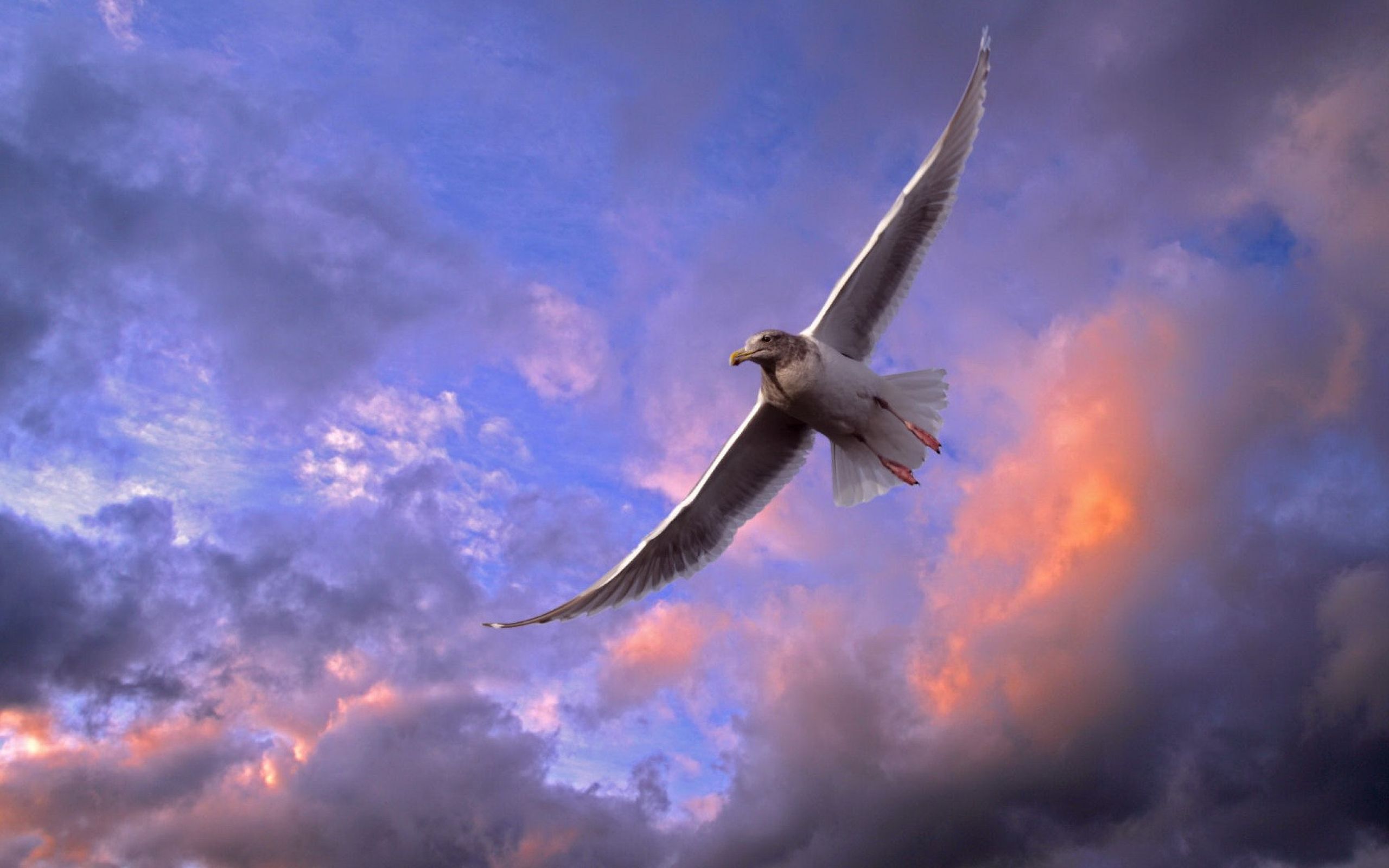 Полет птицы и полет человека. Птицы в небе. Птица в полете. Парящая птица. Птица парит в небе.