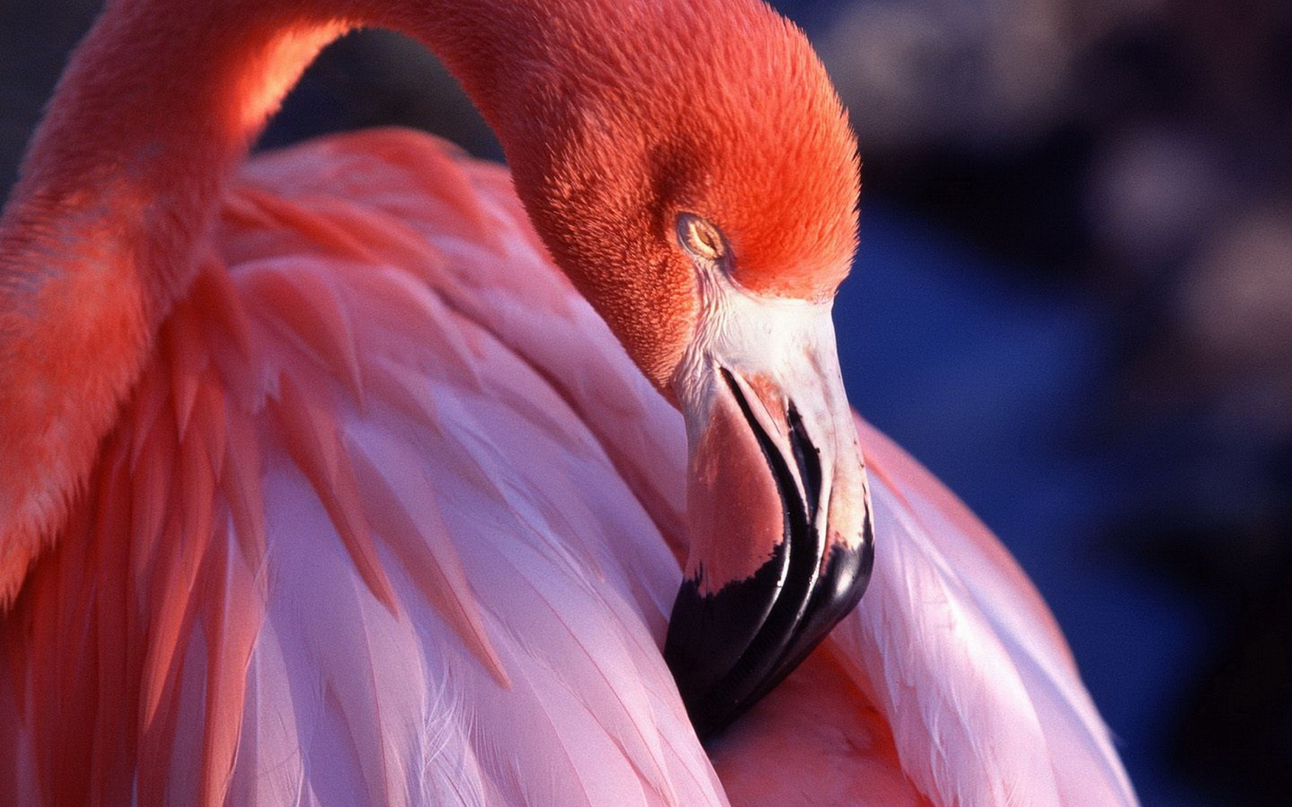 Фломинго. Розовый Фламинго птица. Розовый Фламинго дитя заката. Розовый Фламинго фото птицы. Фламенго.