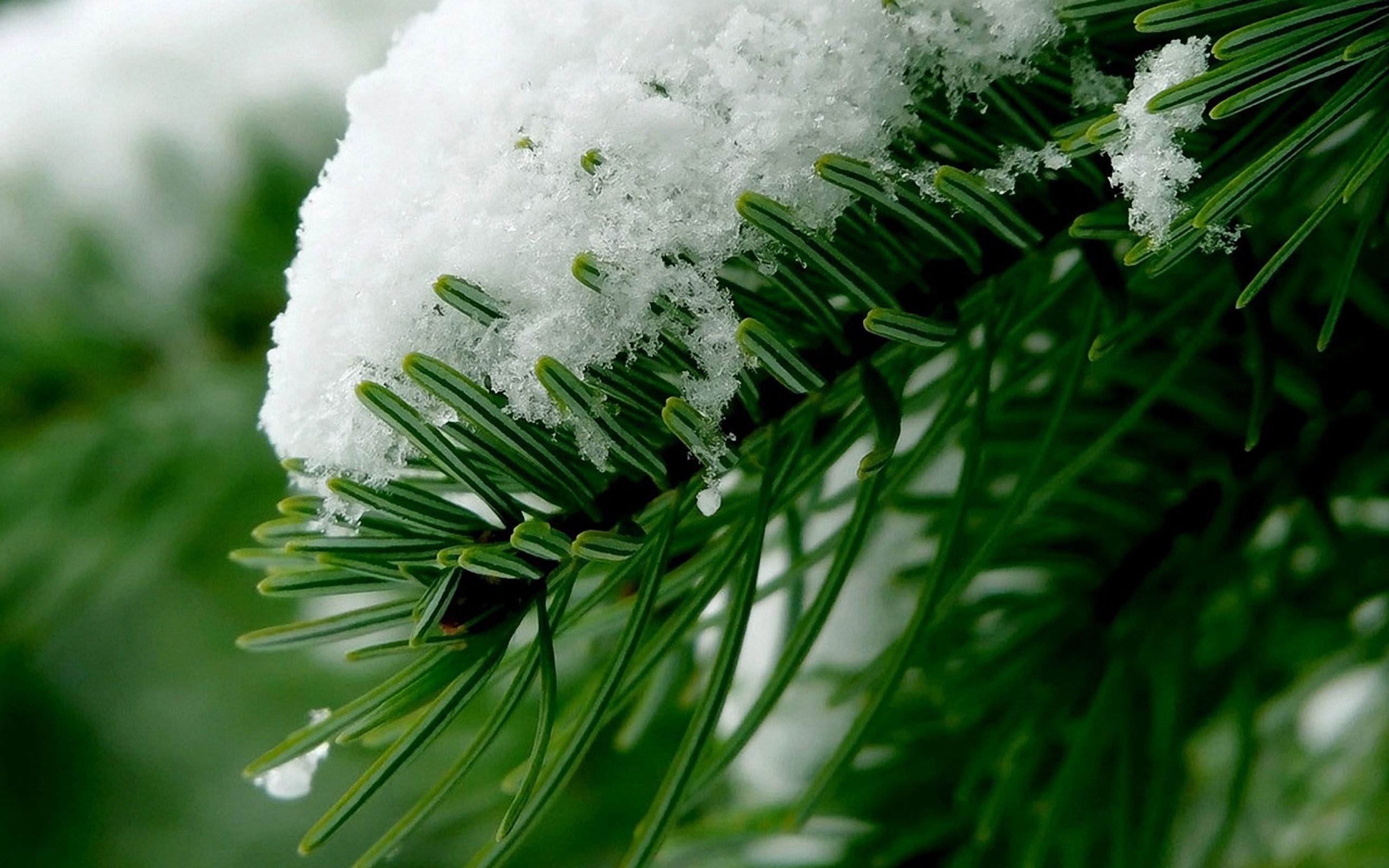 Снежок пк. Еловые ветки в снегу. Обои зима. Зимние растения. Красивые зимние обои на рабочий стол.